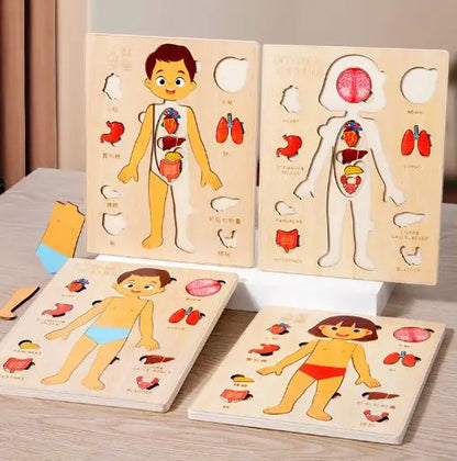 Kid's Human Body Organs Puzzles